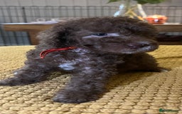 Cockapoo dogs for sale: Cockapoo puppies  - Image 18