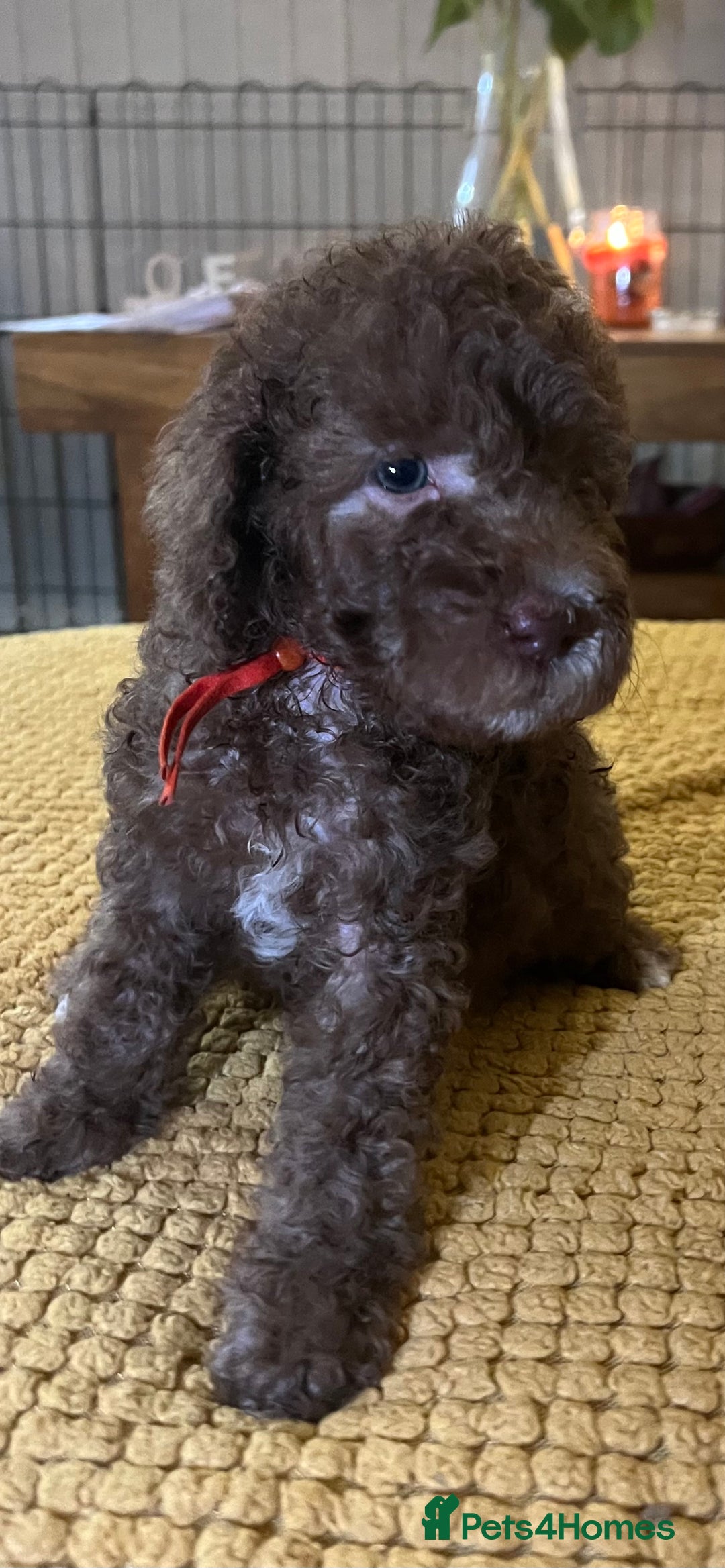 Cockapoo dogs for sale: Cockapoo puppies  - Image 18