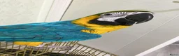 Macaws birds for sale: Hand raised beautiful Macaw parrots ready now. in Birmingham - Advert 8