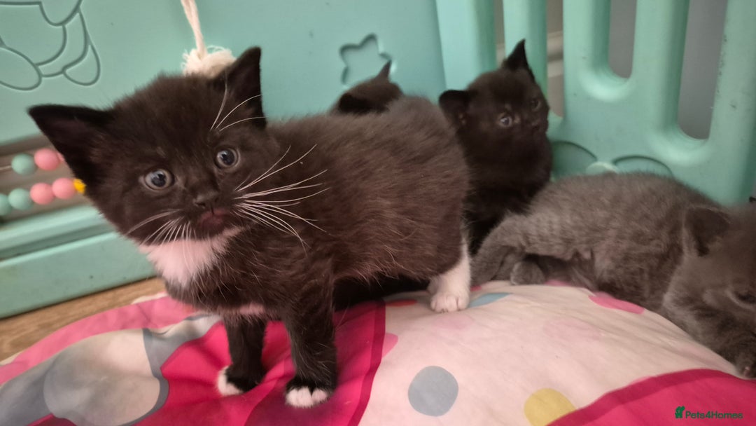 British Shorthair cats for sale: Beutiful British short hair cross kittens  - Advert 8