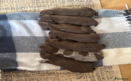 German Shorthaired Pointer dogs for sale: Stunning KC German Shorthaired Pointer Puppies - Image 5