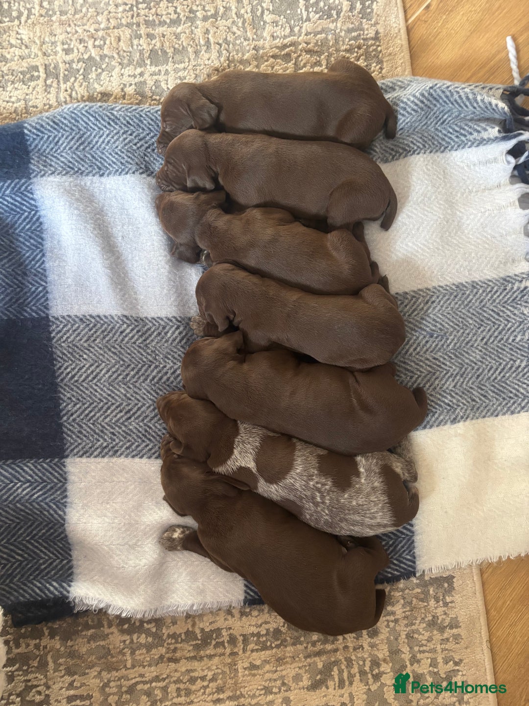 German Shorthaired Pointer dogs for sale: Stunning KC German Shorthaired Pointer Puppies - Image 5