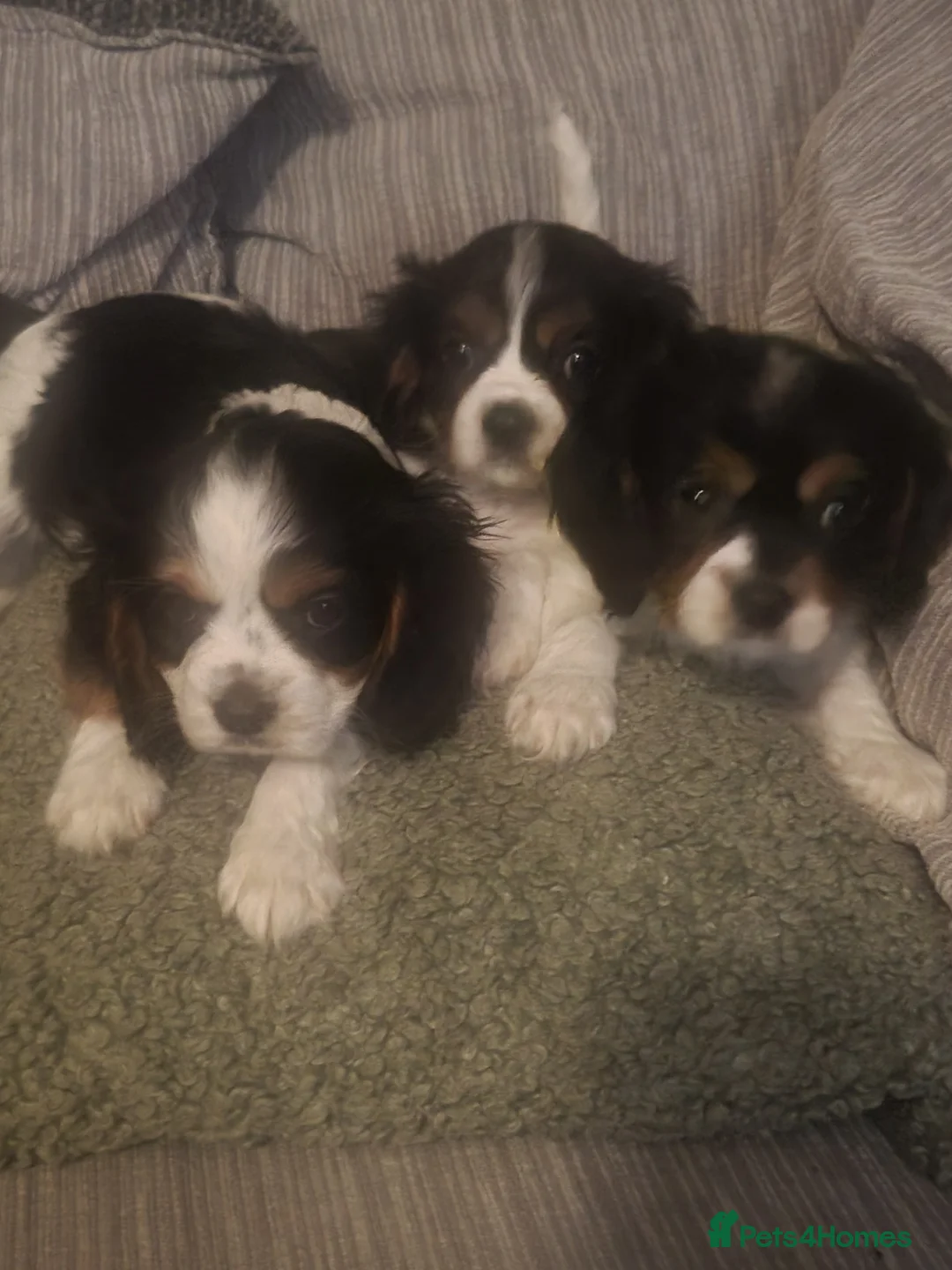 Cavalier King Charles Spaniel dogs for sale: Cavalier king charles spaniel puppys  - Advert 3