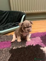 French Bulldog dogs Beautiful French bulldogs - Advert 9