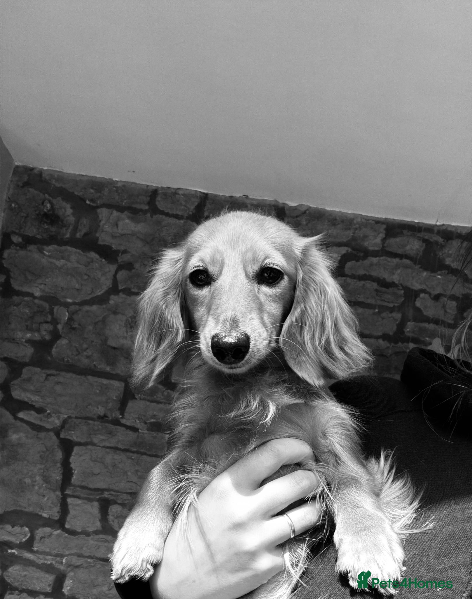 Miniature Dachshund dogs Beautiful Quality Longhaired Bitch - Advert 1
