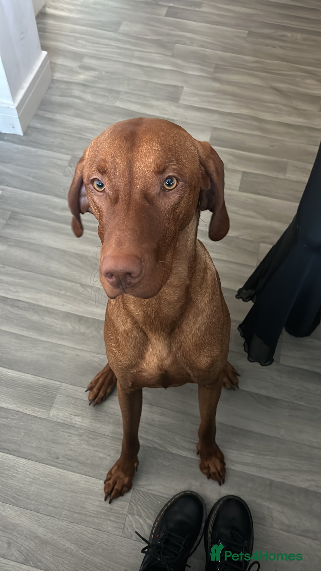 Hungarian Vizsla dogs for stud: Hungarian Vizsla proven stud  - Image 3