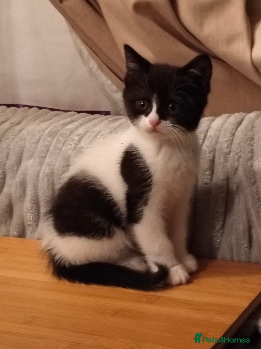 Mixed Breed cats for sale: 3 Gorgeous girls looking for home - Image 3