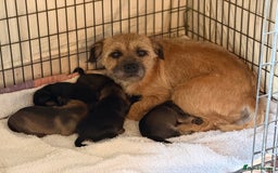 Border Terrier dogs for sale: Beautiful Border Terrier Puppies😍 - Advert 2