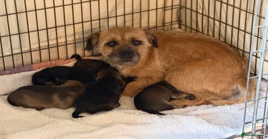 Border Terrier dogs Beautiful Border Terrier Puppies😍 - Advert 14