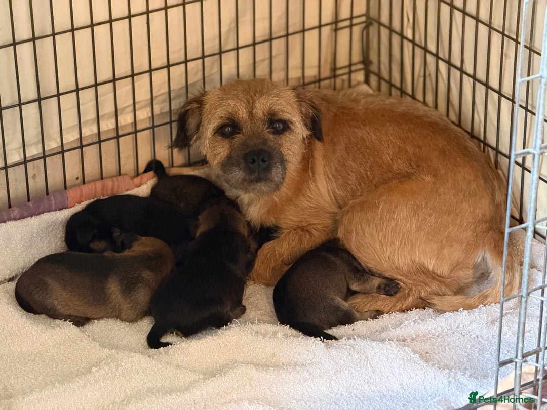 Border Terrier dogs for sale: Beautiful Border Terrier Puppies😍 - Advert 2