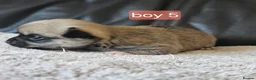 Chihuahua dogs for sale: 5 chiuaua baby boys - Advert 8