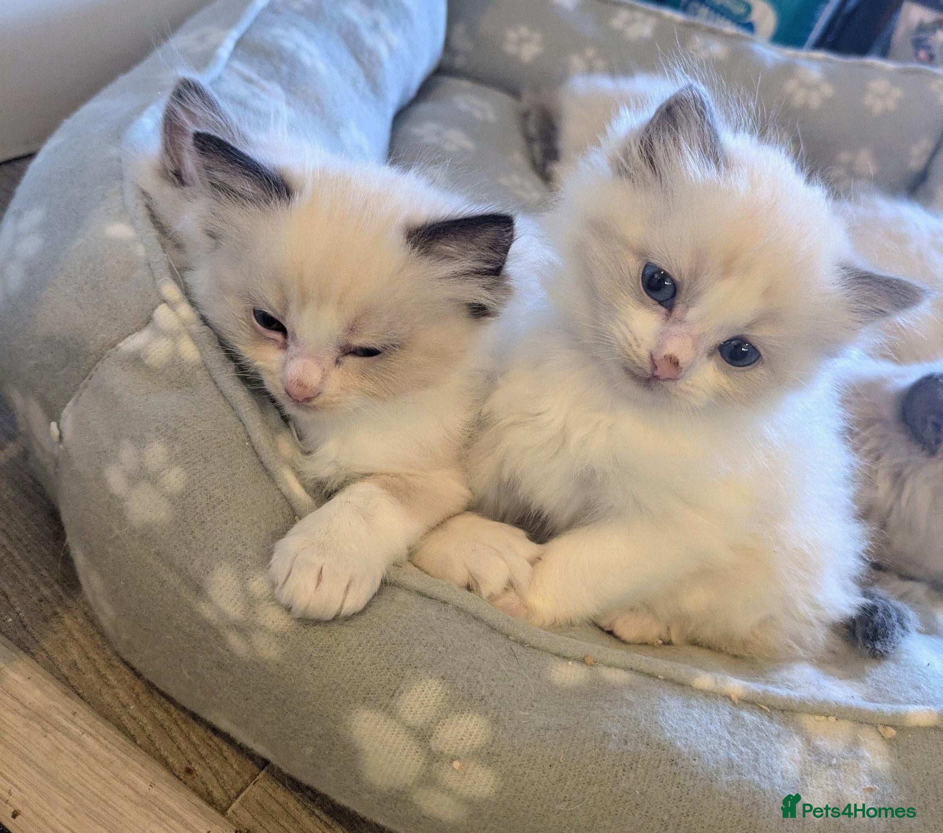 Ragdoll cats Ragdoll Kitten *GCCF*  - Advert 2