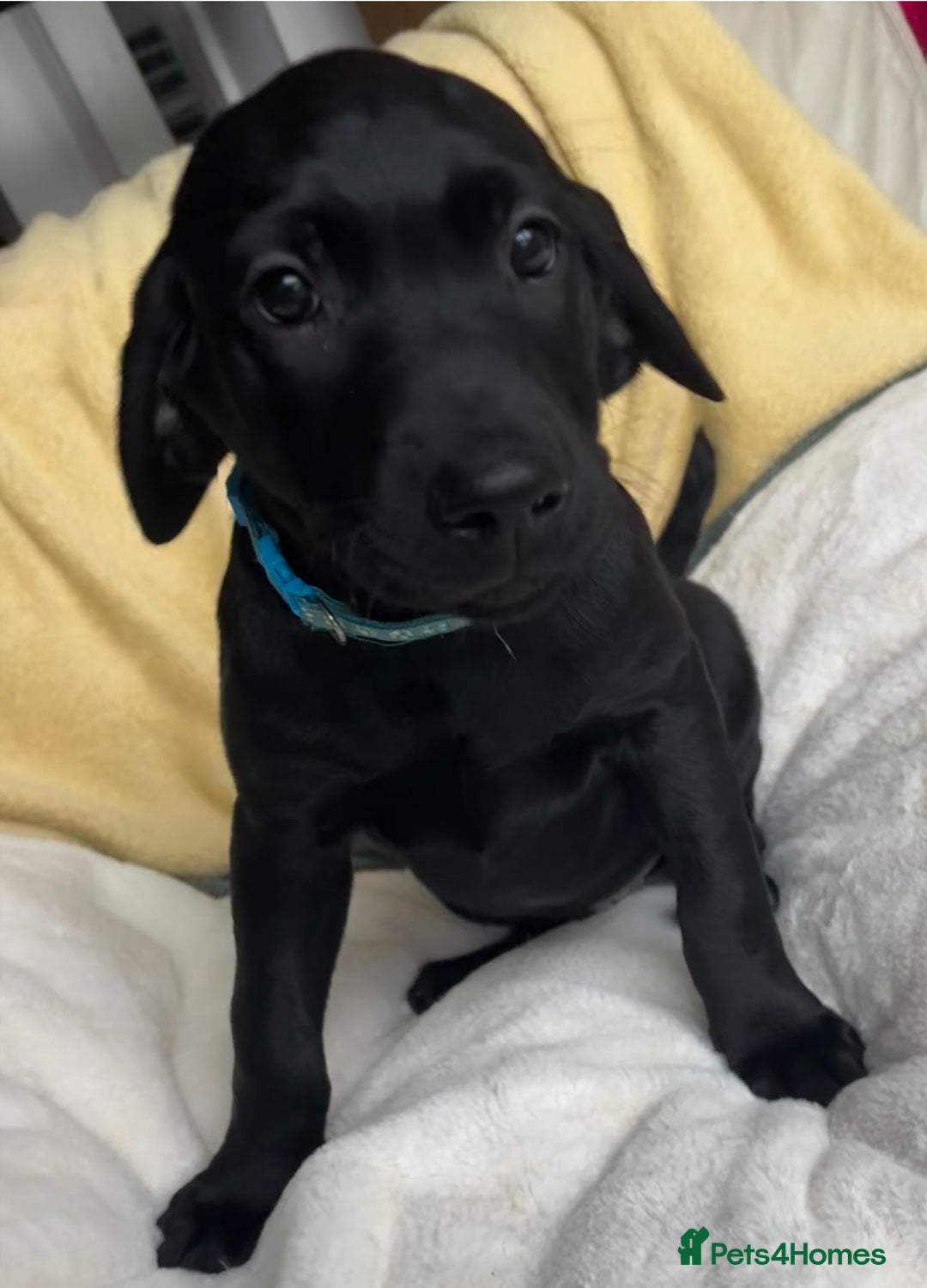 Labrador Retriever dogs for sale: KC Fully Health Tested Outstanding Working Line - Advert 22