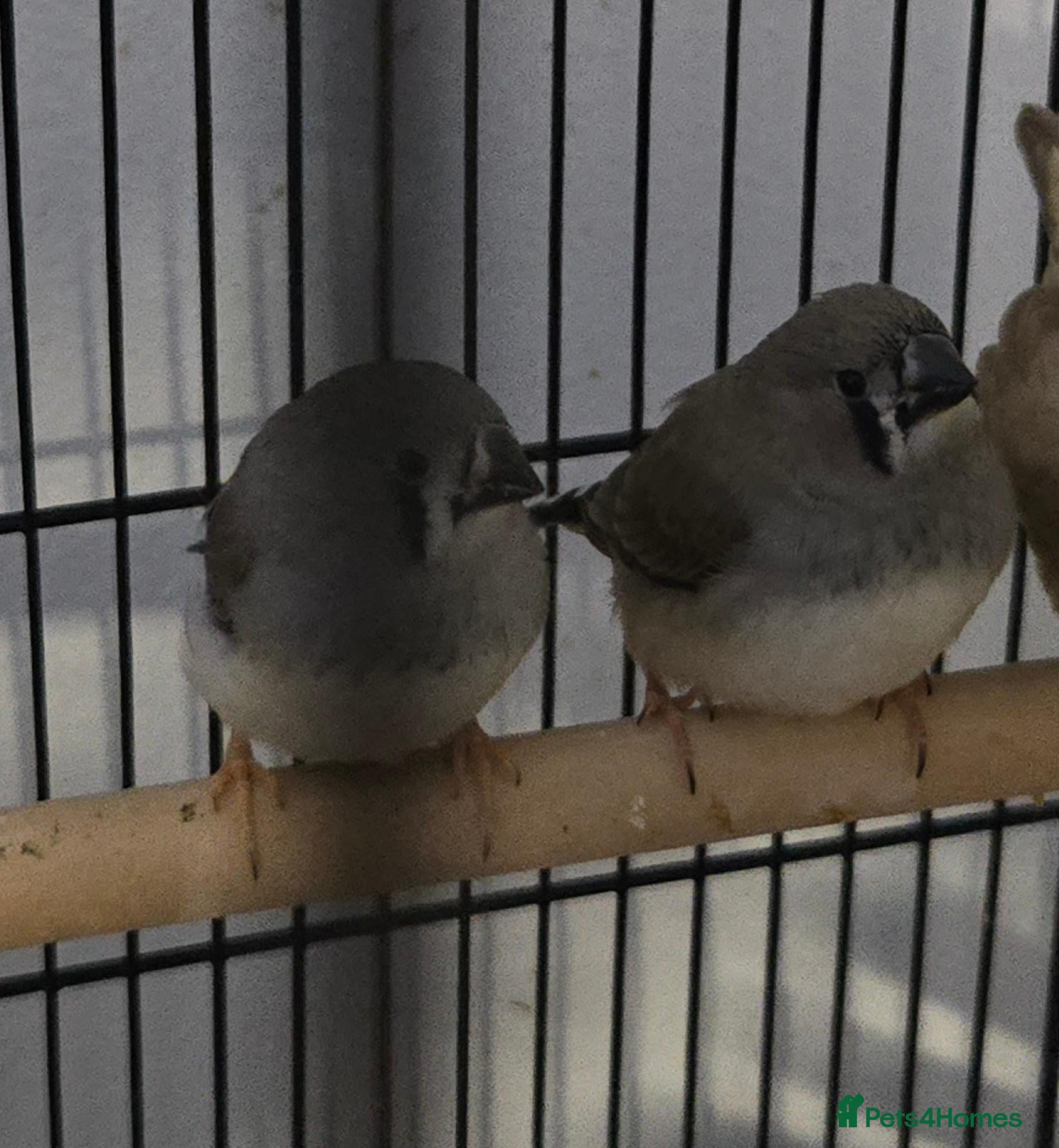 Finches birds for sale: Zebra finches  - Advert 2