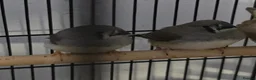 Finches birds for sale: Zebra finches  - Advert 1