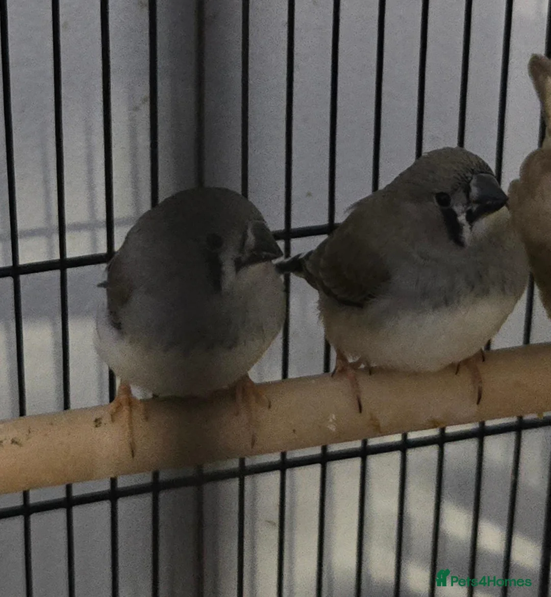 Finches birds for sale: Zebra finches  - Advert 1