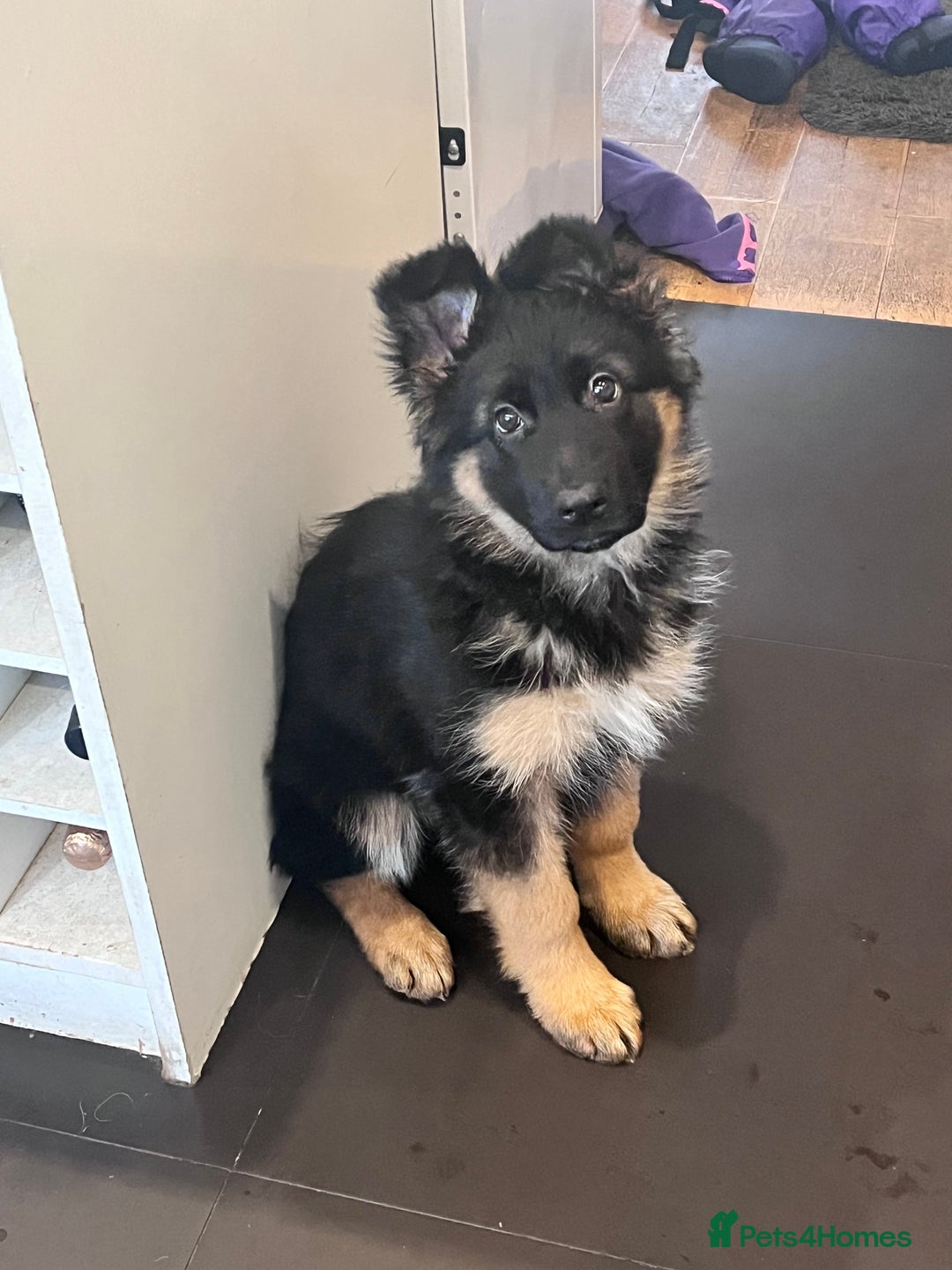German Shepherd dogs for sale: Beautiful KC reg health tested puppies for sale - Advert 3