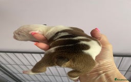 English Bulldog dogs for sale: 4 KC English Bulldog Puppies  - Image 7