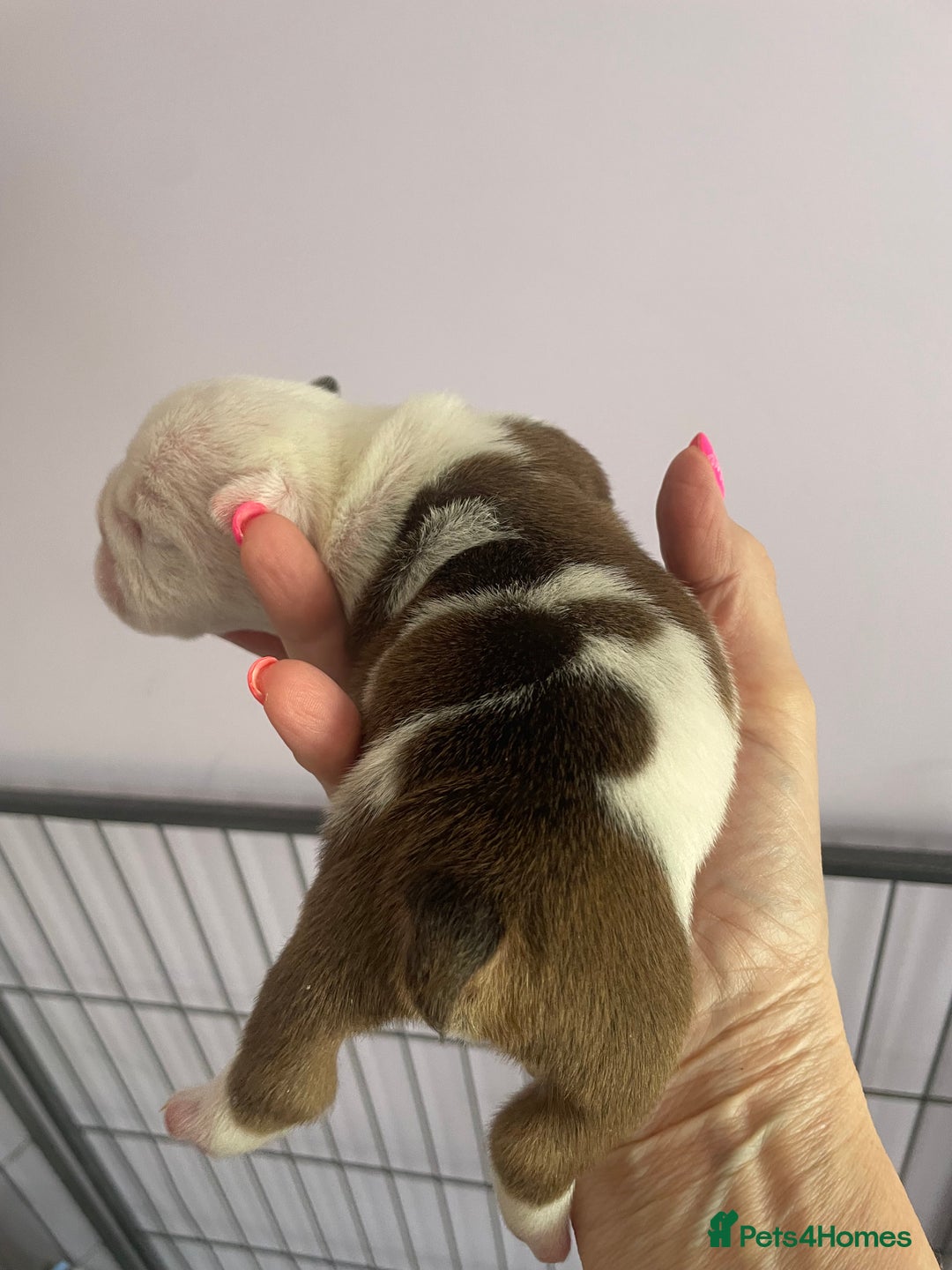 English Bulldog dogs for sale: 4 KC English Bulldog Puppies  - Image 7