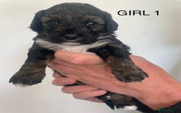 Poochon dogs for sale: F1B miniture black phantom toy poochon - Image 1