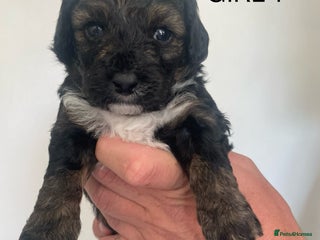 Poochon dogs - Advert 7