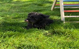 Miniature Schnauzer dogs for sale: Stunning Black Miniature Schnauzer  - Image 4