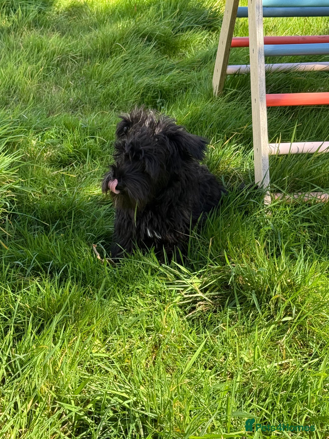 Miniature Schnauzer dogs for sale: Stunning Black Miniature Schnauzer  - Image 4