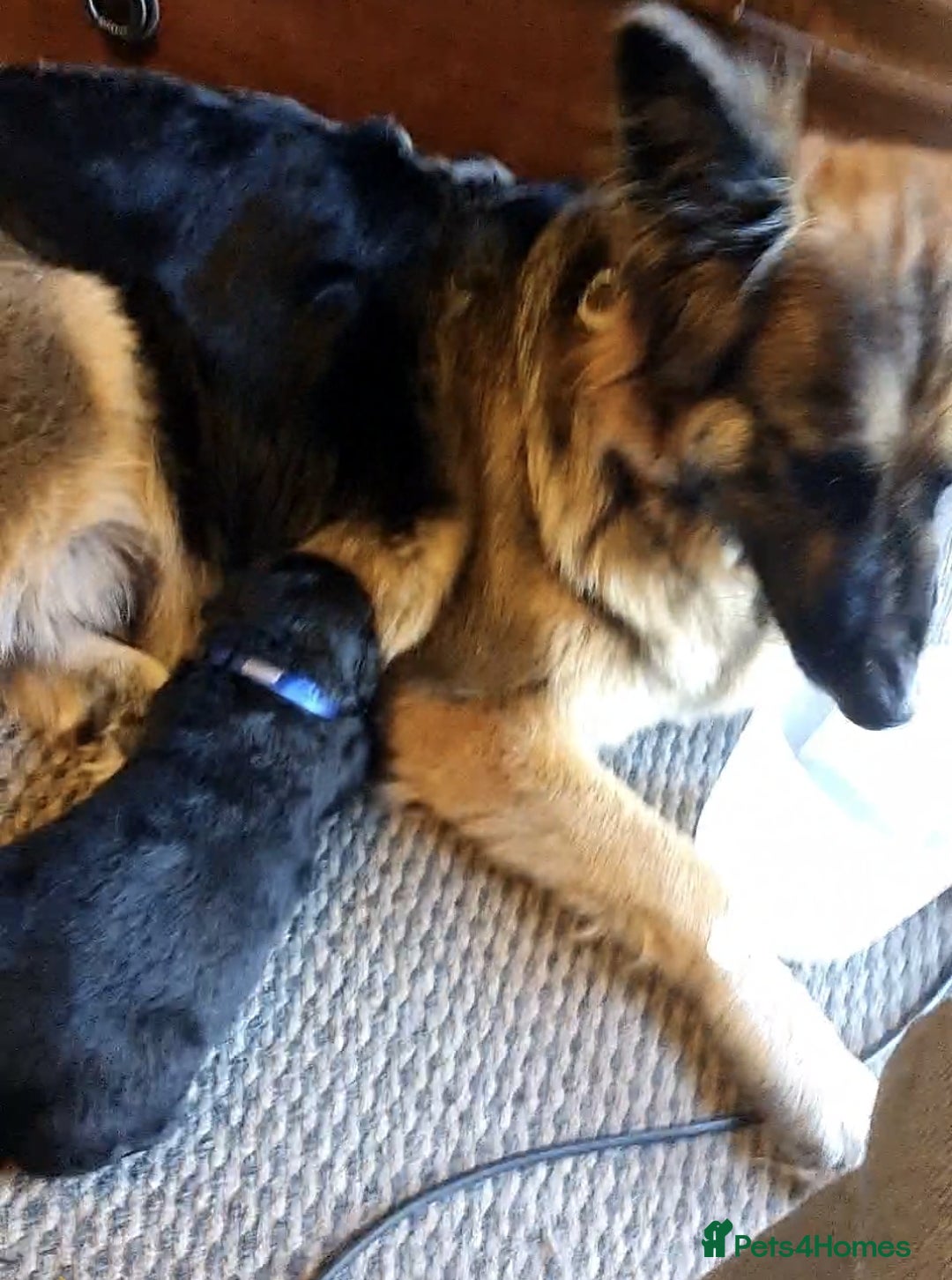Mixed Breed dogs for sale: ✨ Gorgeous Black Golden Shepherd Puppies  - Image 1