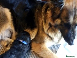 Mixed Breed dogs - Advert 2