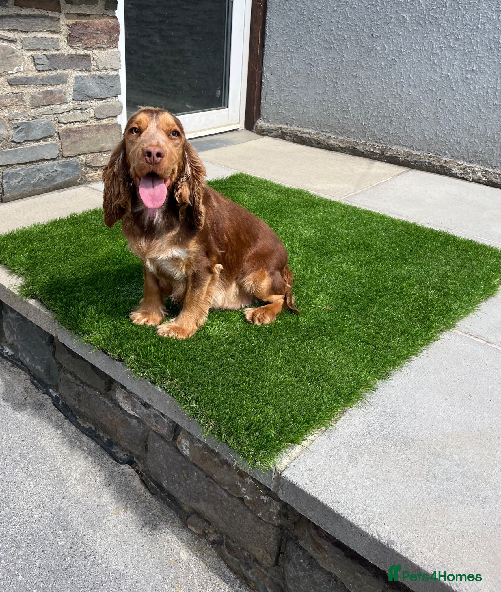 Cocker Spaniel dogs ⭐️ Health tested KC reg show type cocker 🐶  - Advert 2