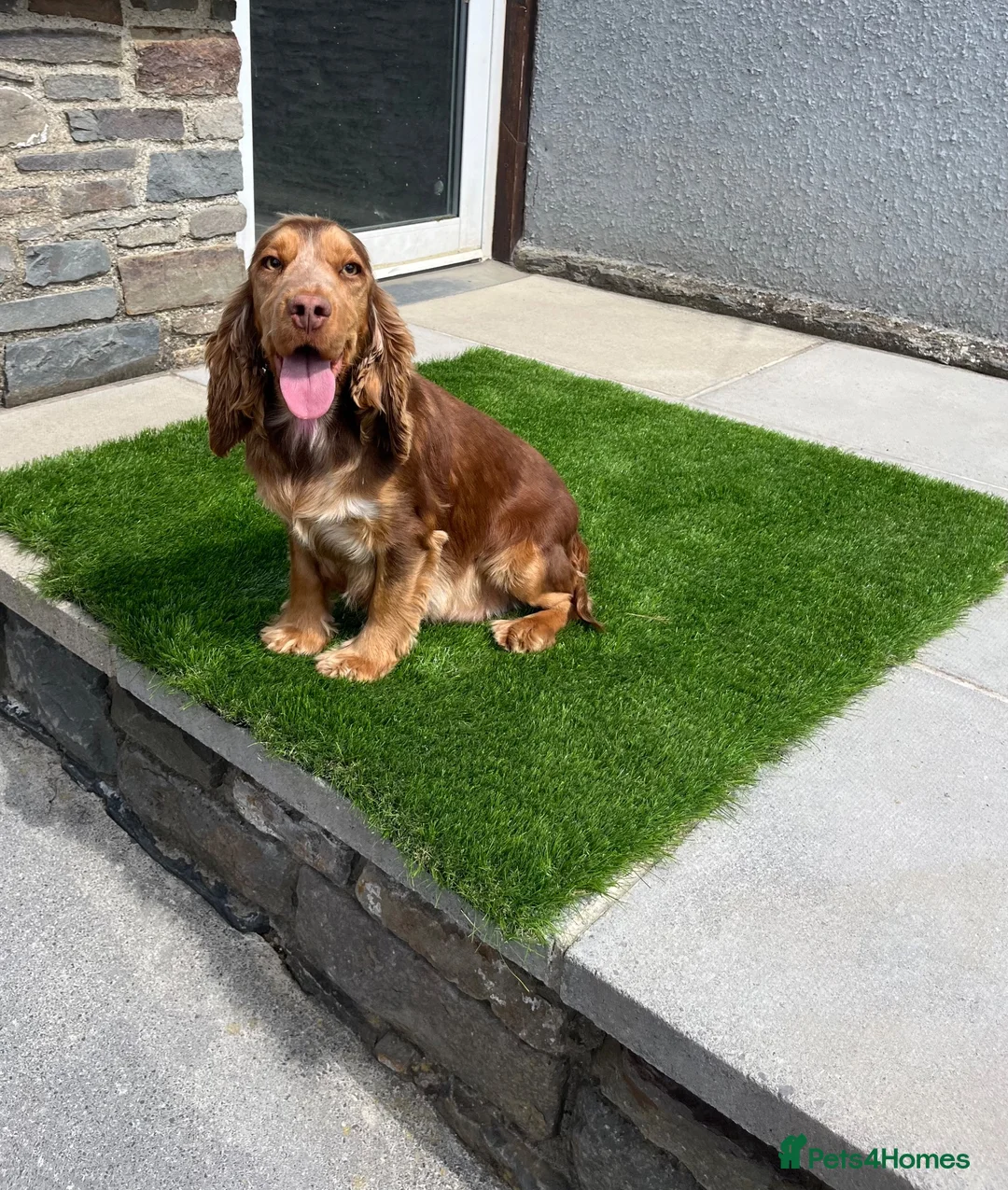 Cocker Spaniel dogs for sale: ⭐️ Health tested KC reg show type cocker 🐶  - Advert 2