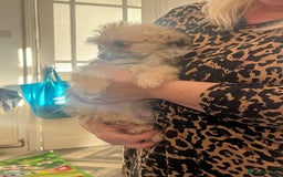 Mixed Breed dogs for sale: Fluffy babies  - Advert 5