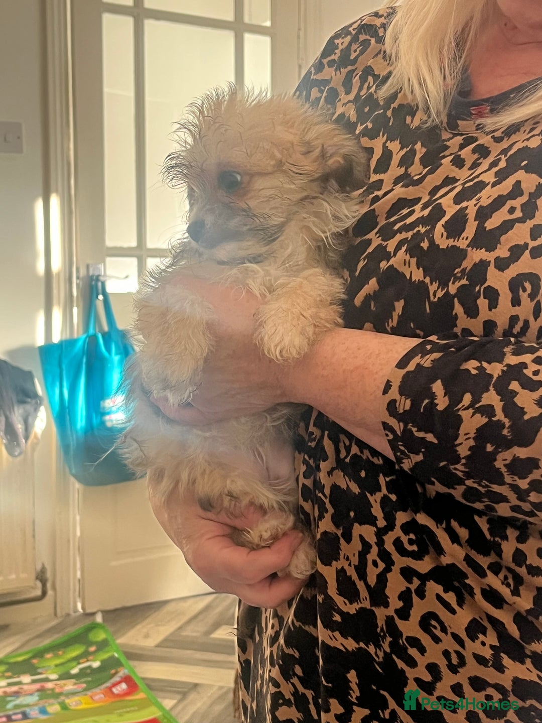 Mixed Breed dogs for sale: Fluffy babies  - Advert 5