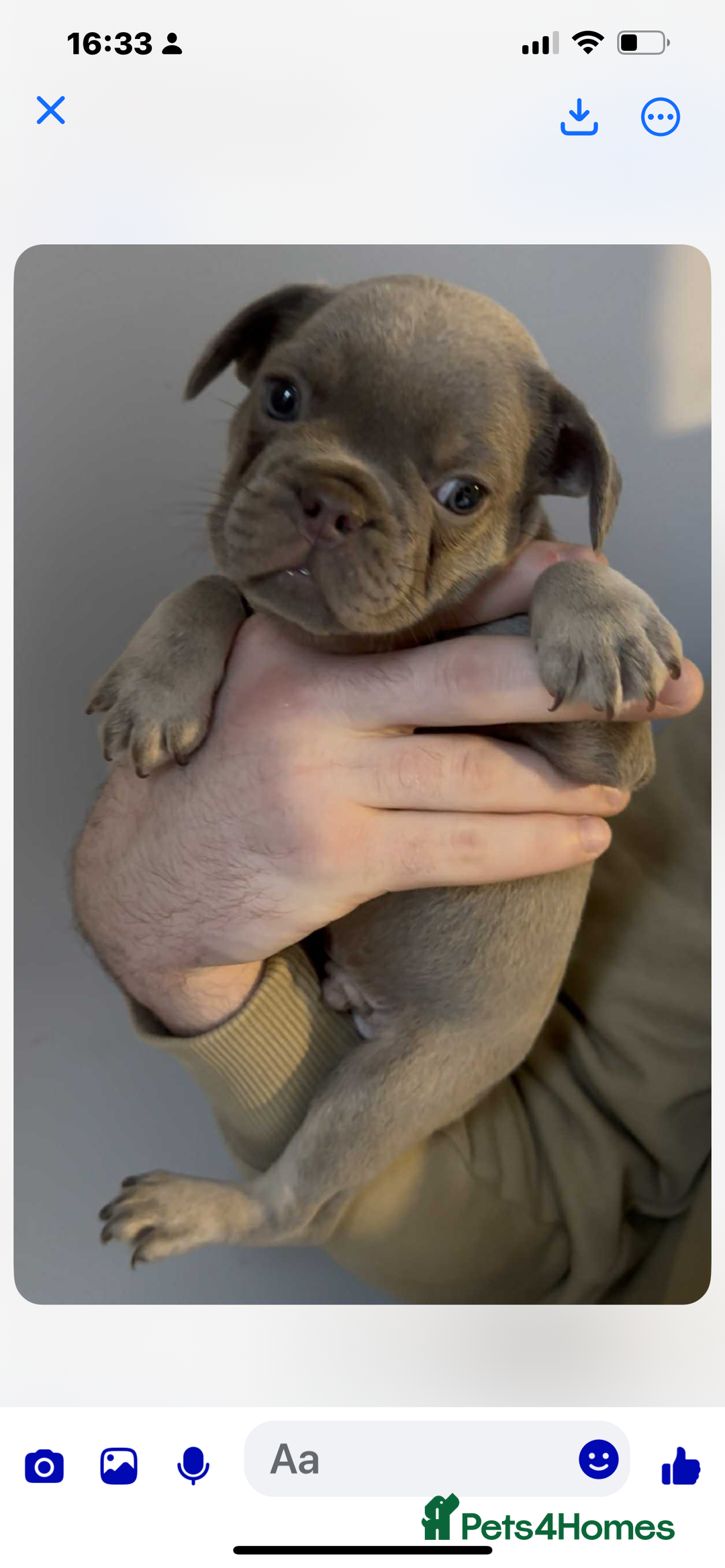 French Bulldog dogs for sale: French Bulldogs Fluffy - Advert 7