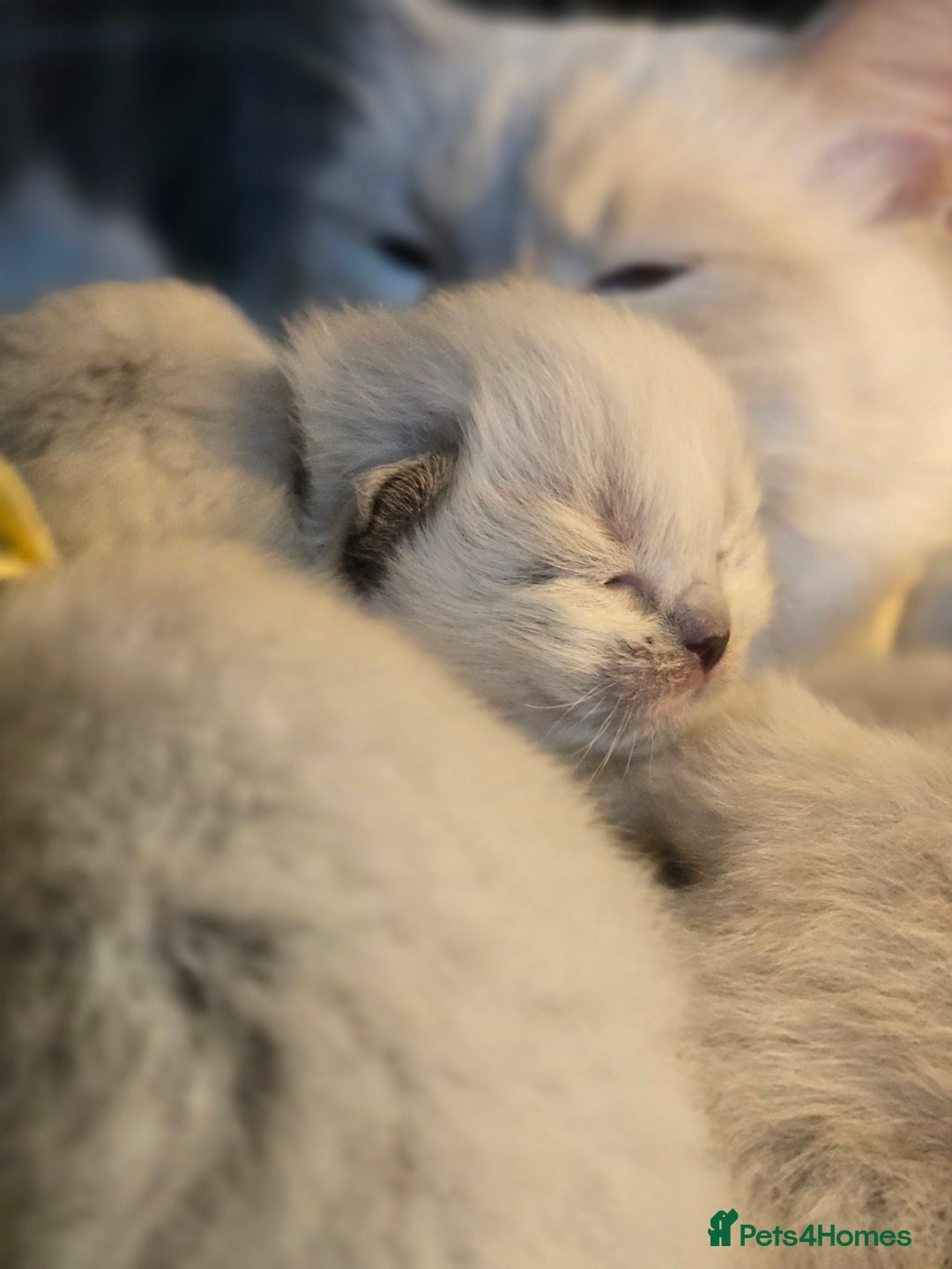 Ragdoll cats for sale: Precious GOOF Registered Ragdoll Kittens - 3 Girls - Advert 12