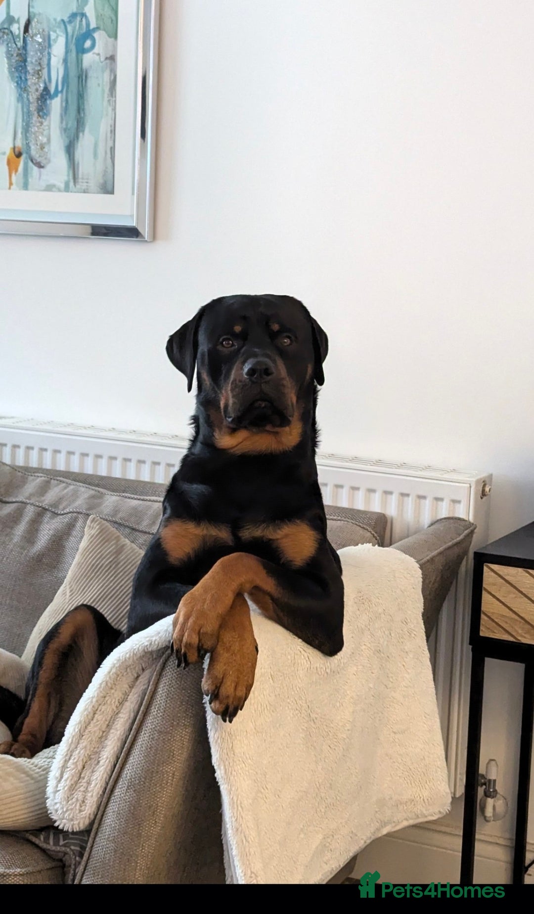 Rottweiler dogs for stud: Rottweiler for STUD only (not for sale/rehoming) - Advert 19