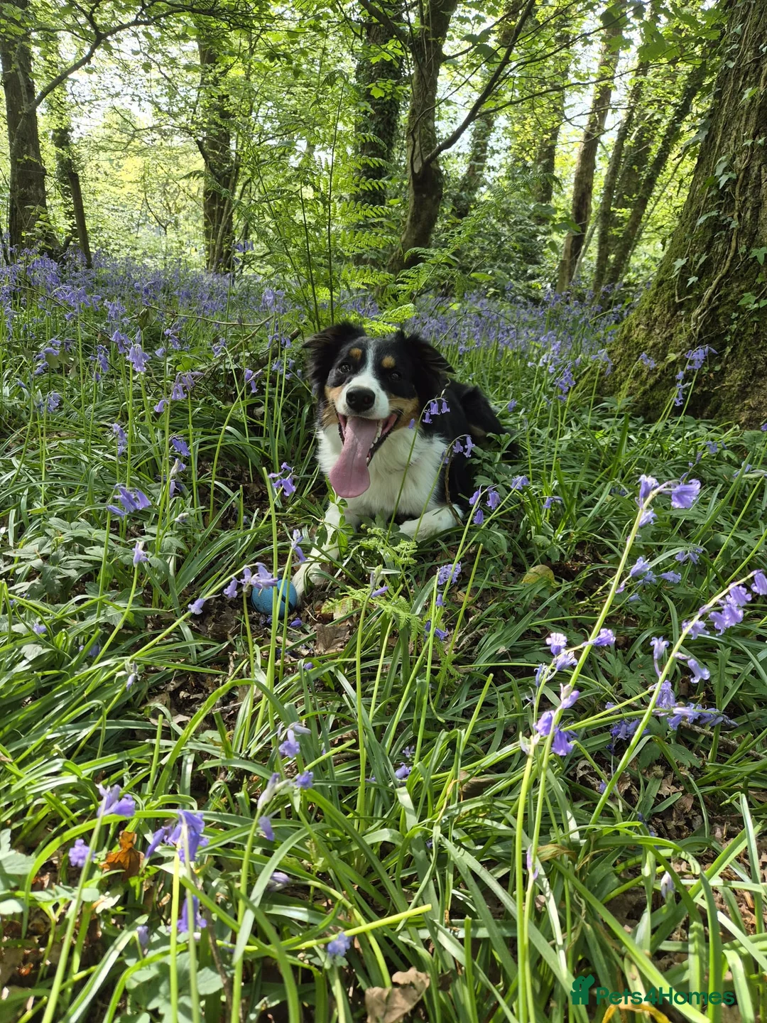 Border Collie dogs for adoption: CHARLIE - COLLIE - FOR ADOPTION IN CORNWALL/DEVON - Advert 2