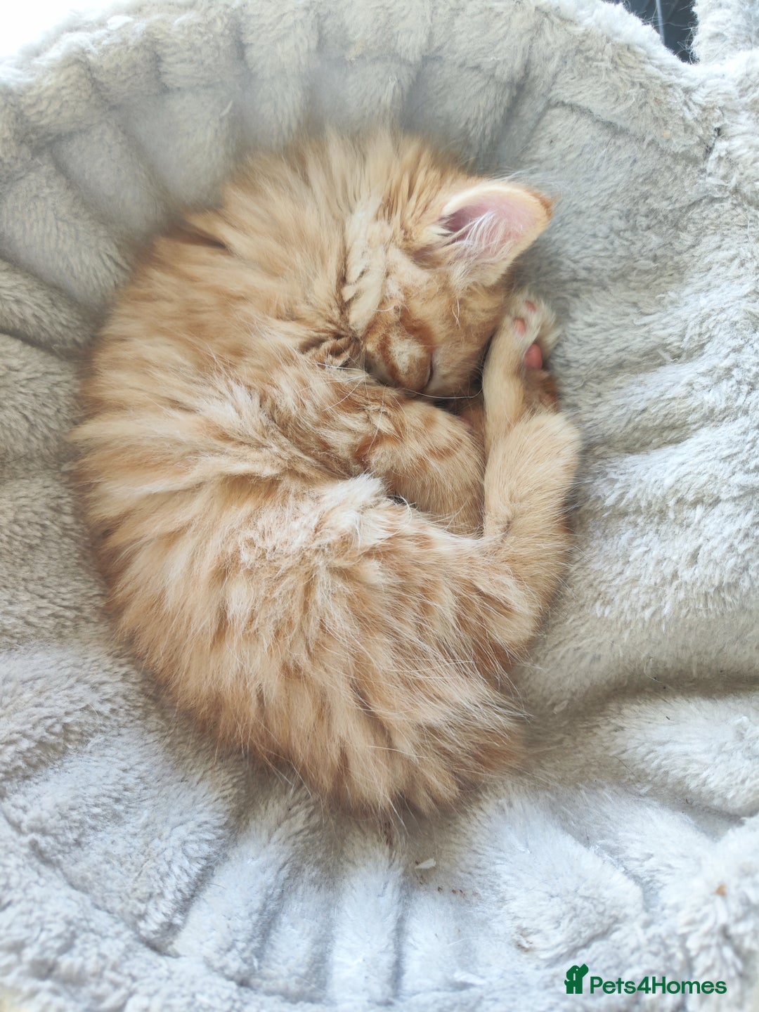 Mixed Breed cats for sale: Ragdoll mix - Image 5