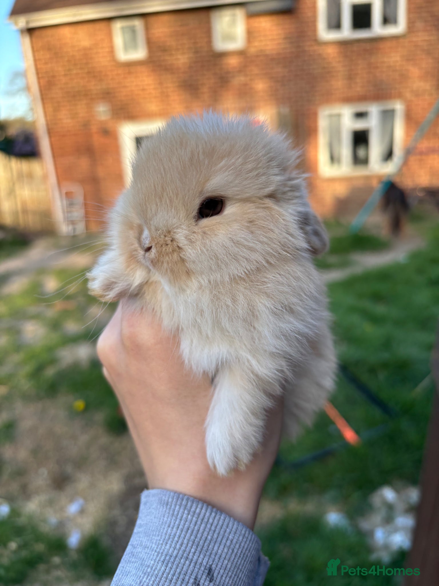 Mini Lop rabbits Last mini lop baby - Advert 1