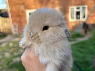 Mini Lop rabbits Last mini lop baby - Advert 1