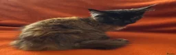 Maine Coon cats for sale: ONLY 2 LEFT GCCF PEDIGREE MAINECOON KITTENS - Advert 17