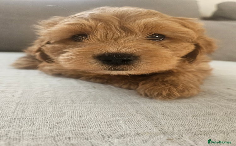 Mini Goldendoodle dogs - Advert 1