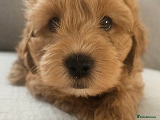 Mini Goldendoodle dogs - Advert 6