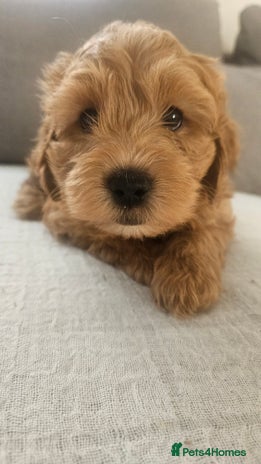 Mini Goldendoodle dogs - Advert 1