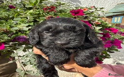 Cockapoo dogs for sale: Ready now Cracking F1 Cockapoos - Image 23