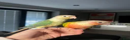 Conures birds for sale: Two Female Conures Including Large Cage - Advert 1