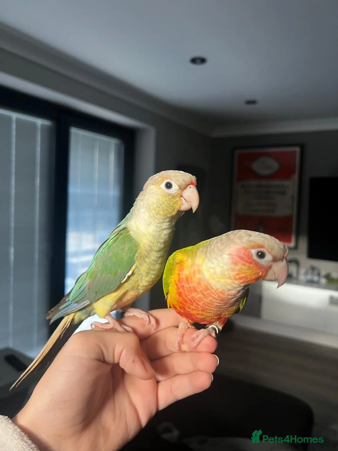 Conures birds for sale: Two Female Conures Including Large Cage - Advert 1