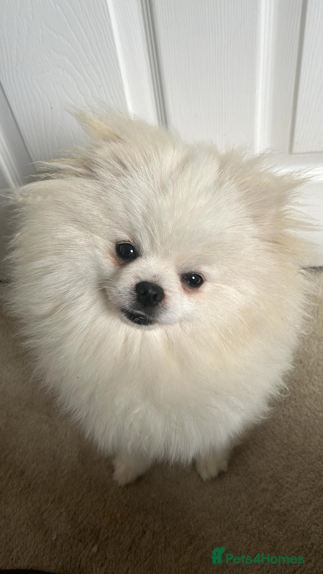 Pomeranian dogs for stud: Stud only. Bear Face, double coat, KC reg £450 - Advert 4