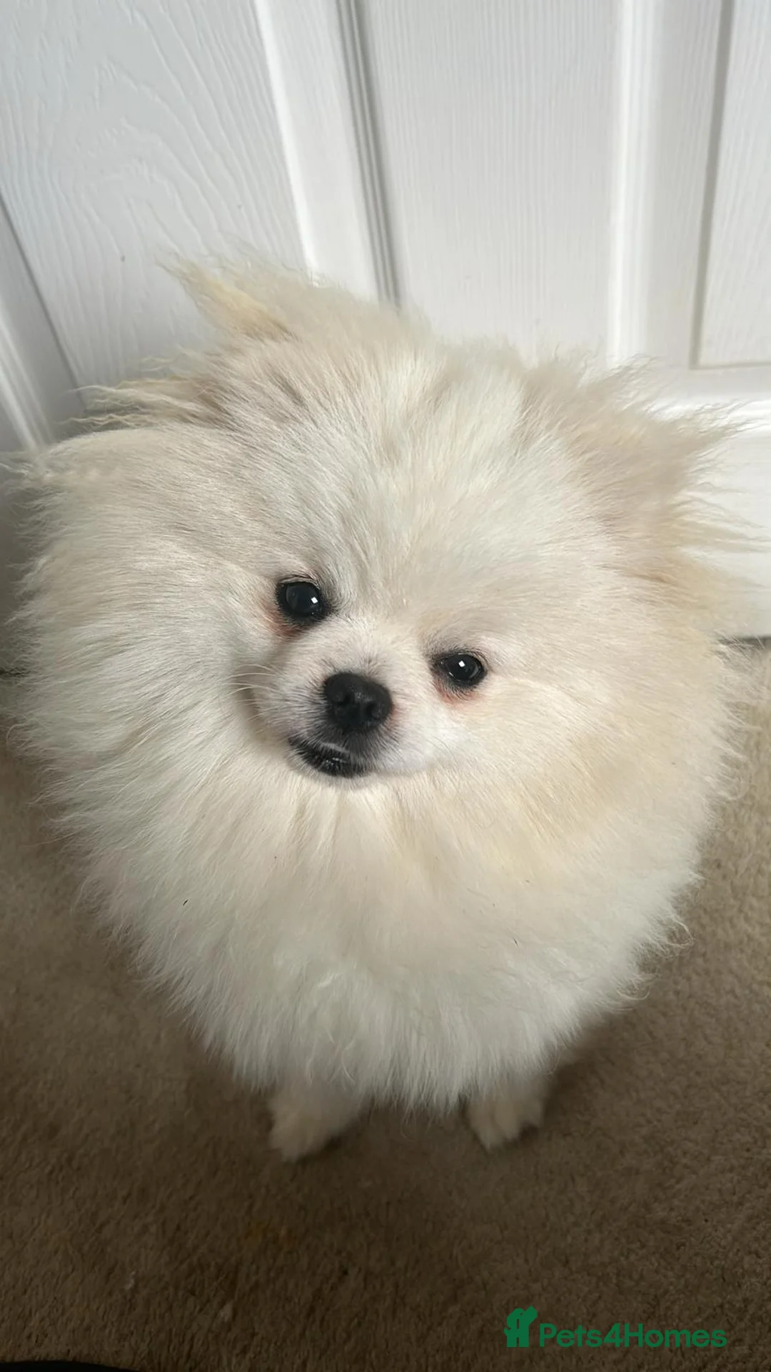 Pomeranian dogs for stud: PROVEN STUD -KC Registered Bear‑Face Pomeranian  - Advert 4