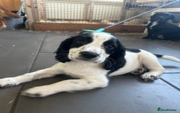 Cocker Spaniel dogs for sale: KC registered working Cocker Spaniel puppies - Image 29